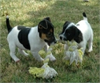 Cachorros Jack Russell terrier Para Adopcin