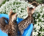 Bengala gatitos bellos y saludables para . 