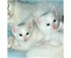 Gatitos turcos del angora macho y hembra para la adopción