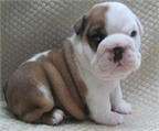 Encantador Bulldog Ingls camada de cachorros disponibles